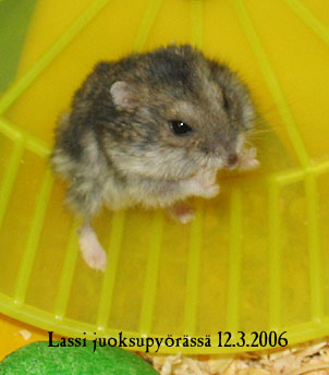 Lassi juoksupy�r�ss�