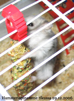 Tina-apina tikun kimpussa