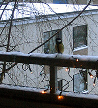 talitiainen kaula pitk�ll�