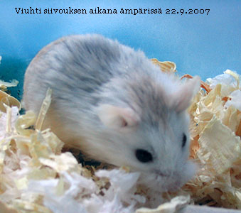 Viuhti �mp�riss�